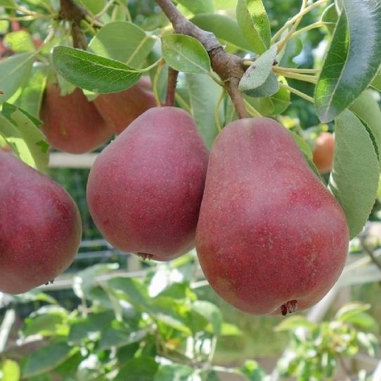 Cây Lê Đỏ Nam Phi 2