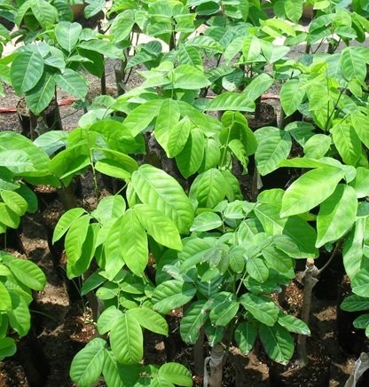 Cây Chôm Chôm Giống 3