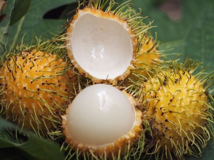Cây Chôm Chôm Giống