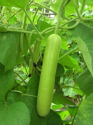 Cây Bầu Sao 3