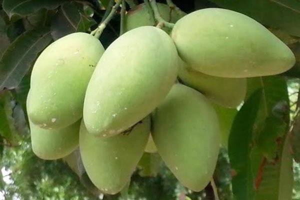 Cây Xoài Cát Hòa Lộc