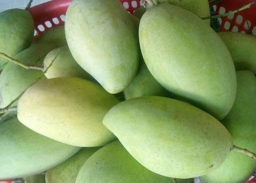 Cây Xoài Cát Hòa Lộc 3