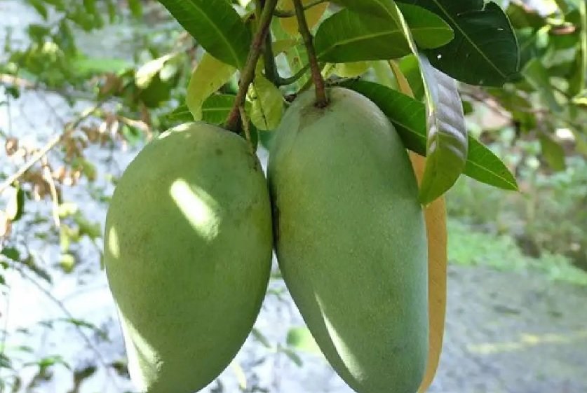 Cây Xoài Cát Hòa Lộc 2