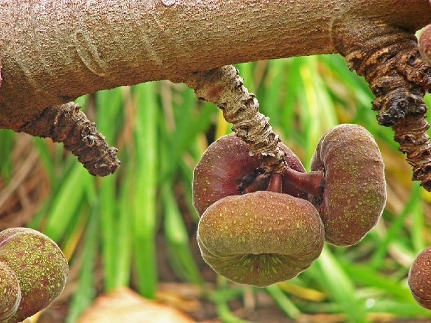 Giống Cây Vả
