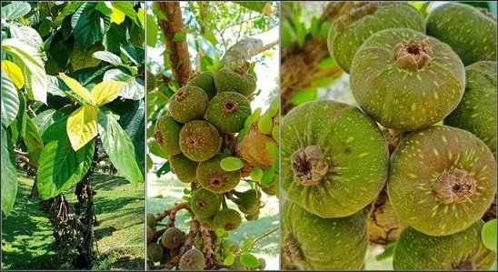 Giống Cây Vả 2