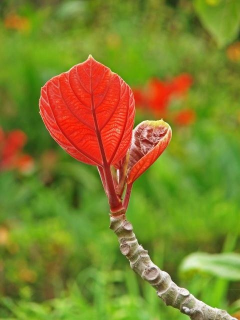 Giống Cây Vả 3