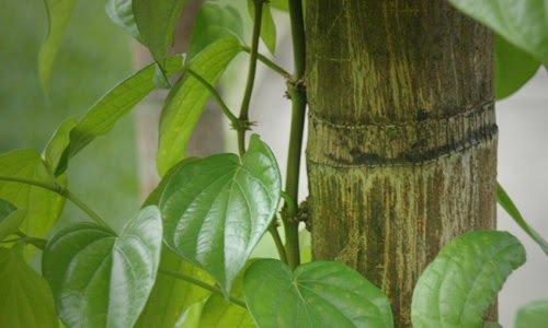 Công Dụng Của Cây Trầu Không 3
