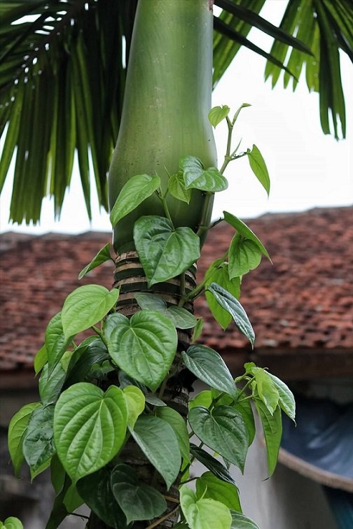 Công Dụng Của Cây Trầu Không