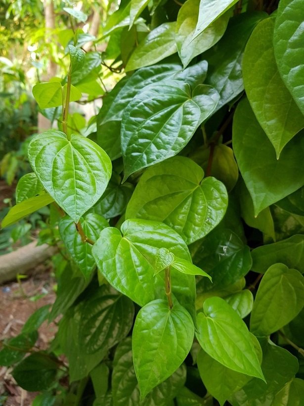 Công Dụng Của Cây Trầu Không 2