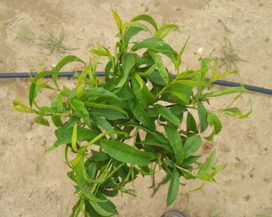 Cây Đào Tiên Nhật Bản 2