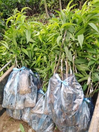 Cây Đào Tiên Nhật Bản 3