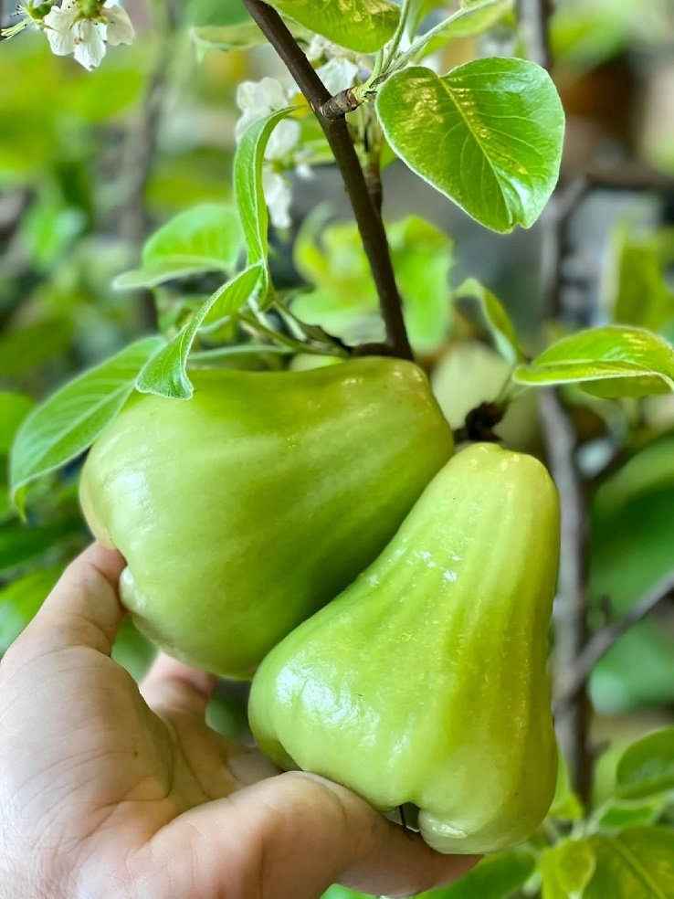 Cây Mận Xanh Tam Hoa 3