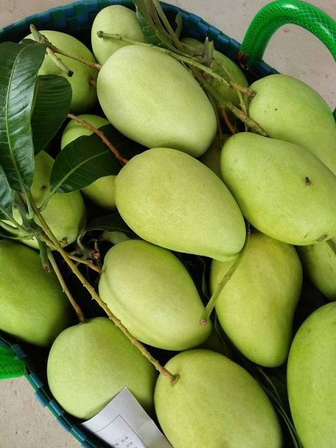 Giống Cây Xoài Tứ Quý 3