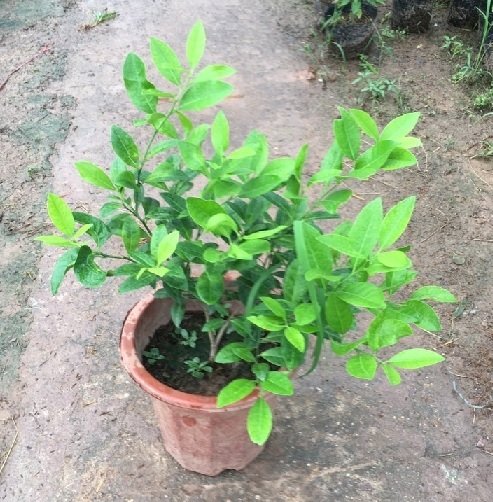 Cây Chanh Tứ Quý 3