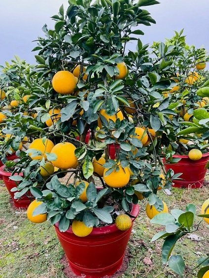 Cây Bưởi Trái Vàng 2