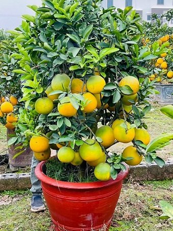 Cây Bưởi Trái Vàng 3