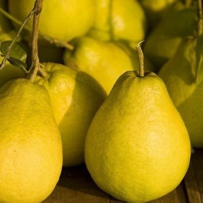 Cây Bưởi Trái Vàng