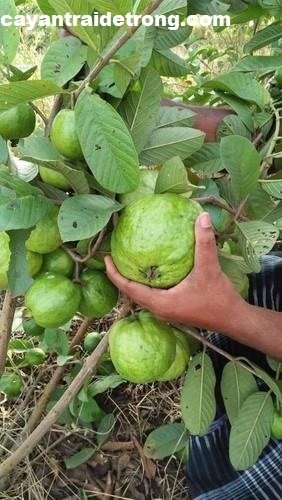 Kỹ Thuật Trồng Và Chăm Sóc Cây Ổi