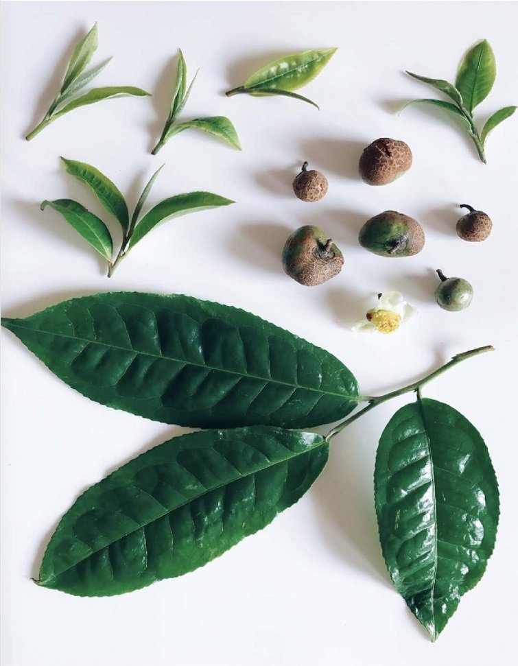 Cây Chè Xanh 2