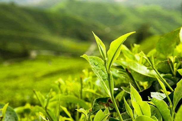 Cây Chè Xanh 3
