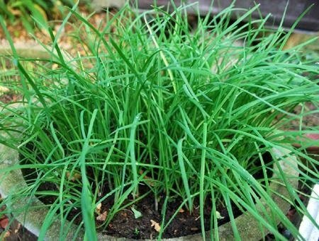 Cây Hẹ Lá Nhỏ (chậu giống)
