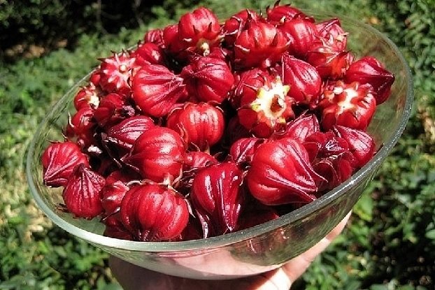 Cây Bụp Giấm (atiso) 3