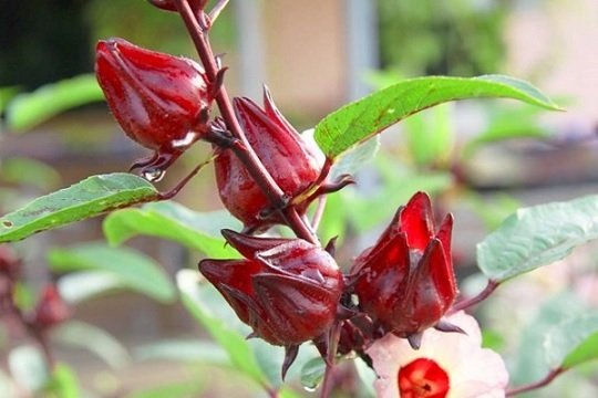 Cây Bụp Giấm (atiso)