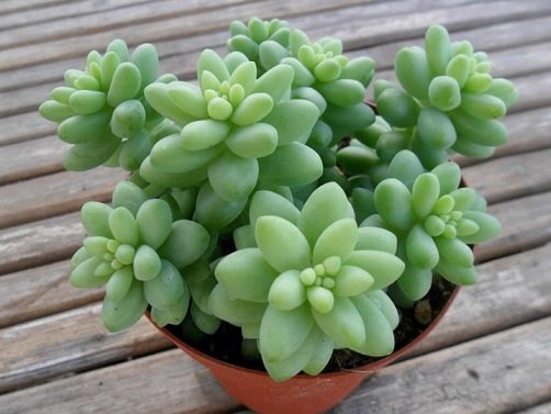 Cây Chuỗi Ngọc Bi Chậu Treo 2