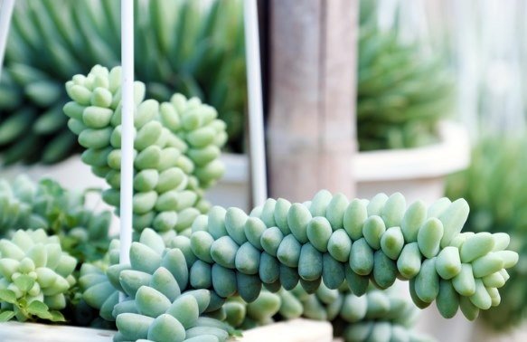 Cây Chuỗi Ngọc Bi Chậu Treo