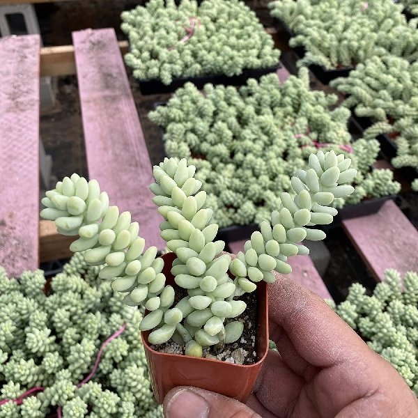Cây Chuỗi Ngọc Bi Chậu Treo 3