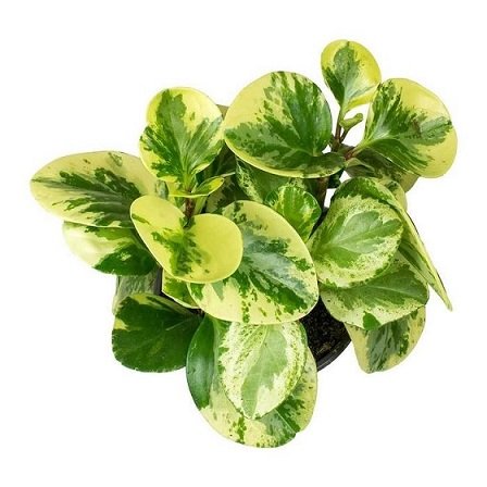 Cây Trường Sinh Chậu Treo 3