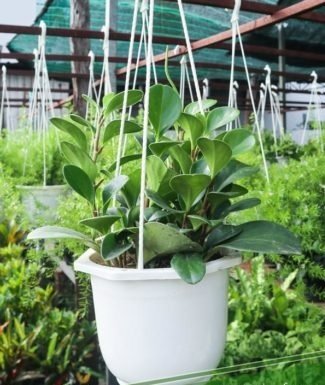 Cây Trường Sinh Chậu Treo