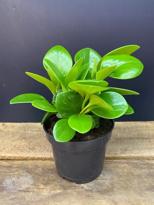 Cây Trường Sinh Chậu Treo 2