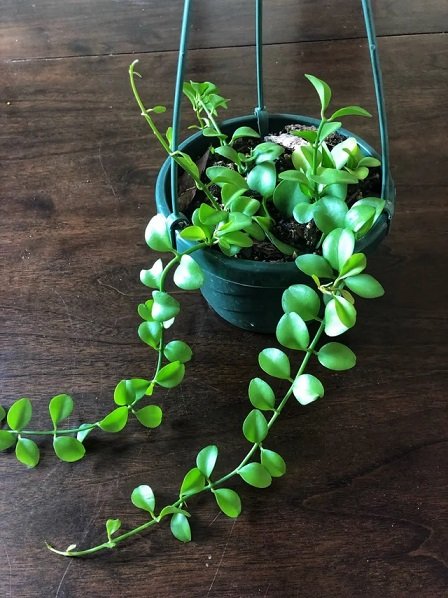 Cây Đô La Chậu Treo 3