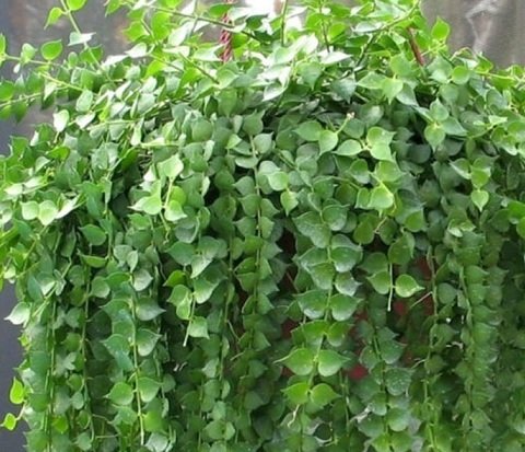 Cây Lan Tim Chậu Treo
