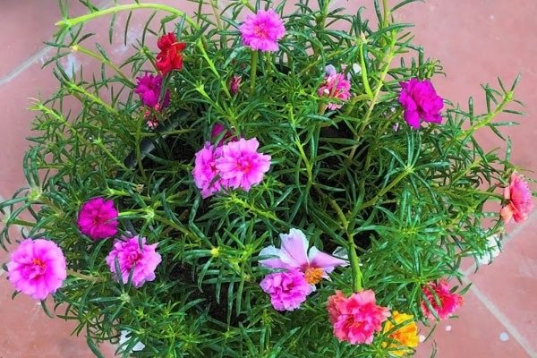 Cây Hoa Mười Giờ (chậu treo)
