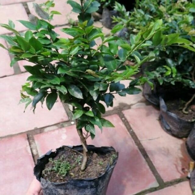 Cây Nho Thân Gỗ 12 Vụ 3