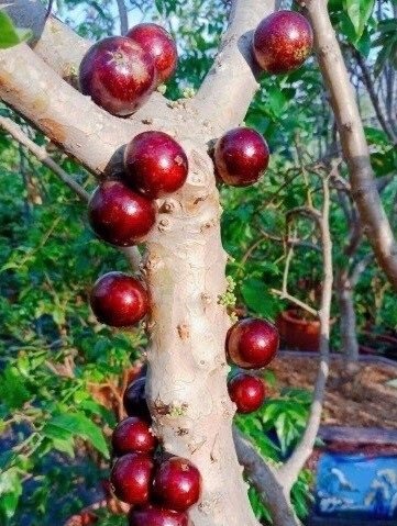 Cây Nho Thân Gỗ 12 Vụ