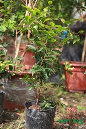 Cây Nho Thân Gỗ 12 Vụ 2