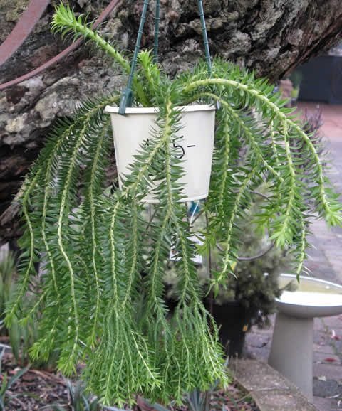 Cây Râu Rồng Chậu Treo