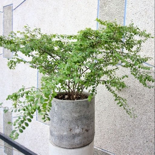Cây Sơn Liễu Chậu Treo