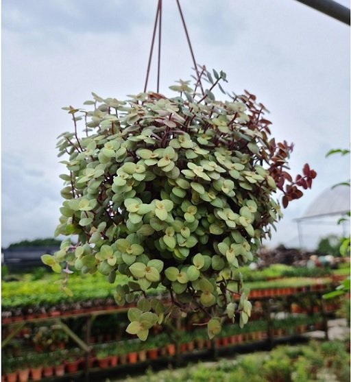 Cây Tổ Ong (Cây Tóc Xù)