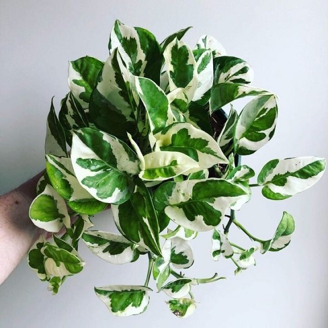 Cây Trầu Bà Cẩm Thạch(chậu treo)