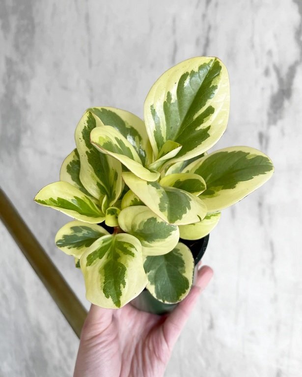 Cây Trường Sinh Cẩm Thạch 2