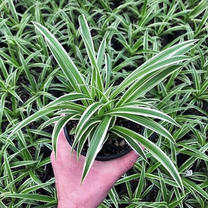 Cây Nhện Chậu Treo (Cây Lan Chi)