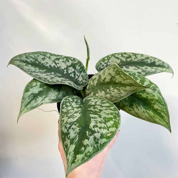 Cây Trầu Bà Lụa
