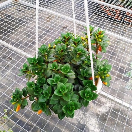 Cây Cá Vàng Chậu Treo