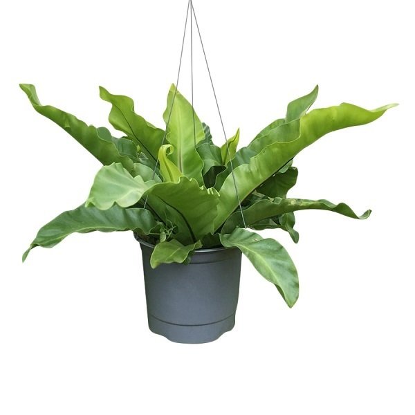 Cây Ráng Ổ Phụng Chậu Treo