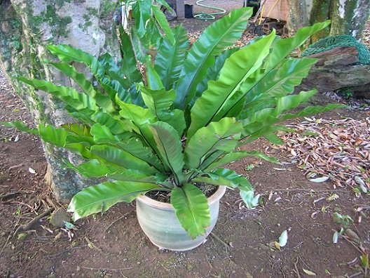 Cây Ráng Ổ Phụng Chậu Treo 2