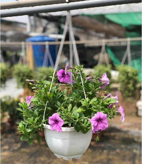 Cây Dạ Yến Thảo Chậu Treo